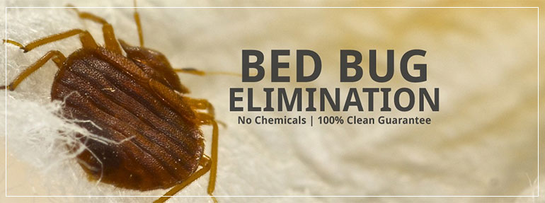 bed bugs control delhi