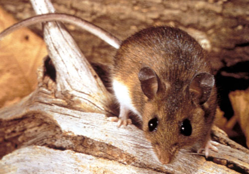 pest control services in delhi